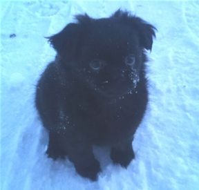 Leker i snön.
