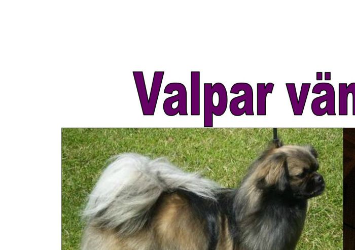 Kombinationen av dessa två gav fem tikvalpar den 4 mars 2013, en sobel och fyra svarta små underverk!! <3 Fortfarande tre tikar som går att tinga.