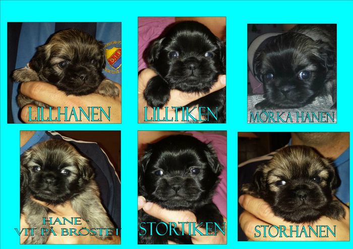 Alla valparna 4 veckor...Hanen med vitt på bröstet, storhanen och stortiken är otingade...Vid intresse eller frågor ring mig Ulrika på 0640-440 65 el. 070-234 04 02. Väl mött!/Ulrika